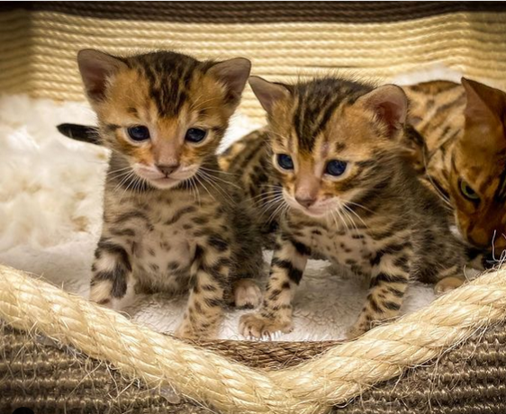 regalo-gatitos-de-bengali-macho-y-hembra-listo-para-adopcion-big-0