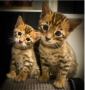 regalo-gatitos-de-bengali-macho-y-hembra-listo-para-adopcion-small-0