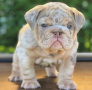 regalo-cachorros-de-bulldog-ingles-macho-y-hembra-listo-para-adopcion-small-0