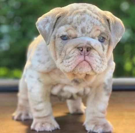 regalo-cachorros-de-bulldog-ingles-macho-y-hembra-listo-para-adopcion-big-0