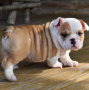 regalo-cachorros-de-bulldog-ingles-macho-y-hembra-listo-para-adopcion-small-0