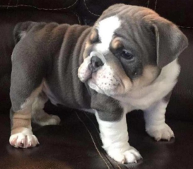 Regalo cachorros de Bulldog inglés macho y hembra listo para adopcion