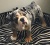 regalo-cachorros-de-bulldog-ingles-macho-y-hembra-listo-para-adopcion-small-0