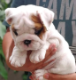 regalo-cachorros-de-bulldog-ingles-macho-y-hembra-listo-para-adopcion-small-0