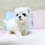 regalo-cachorros-de-bichon-maltes-mini-toy-para-adopcion-small-0