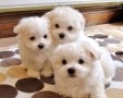 regalo-cachorros-de-bichon-maltes-mini-toy-para-adopcion-small-0
