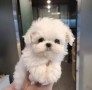 regalo-cachorros-de-bichon-maltes-mini-toy-para-adopcion-small-0