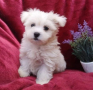 regalo-cachorros-de-bichon-maltes-mini-toy-para-adopcion-small-0