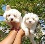 regalo-cachorros-de-bichon-maltes-mini-toy-para-adopcion-small-0