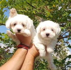 REGALO cachorros de Bichon Maltes Mini Toy Para Adopcion