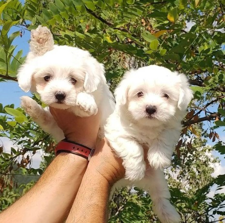 regalo-cachorros-de-bichon-maltes-mini-toy-para-adopcion-big-0