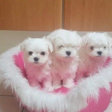 regalo-cachorros-de-bichon-maltes-mini-toy-para-adopcion-big-0