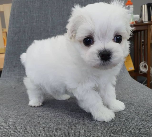 regalo-cachorros-de-bichon-maltes-mini-toy-para-adopcion-big-0