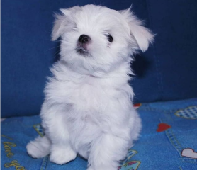 REGALO cachorros de Bichon Maltes Mini Toy Para Adopcion