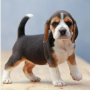 regalo-cachorros-de-beagle-para-adopcion-small-0