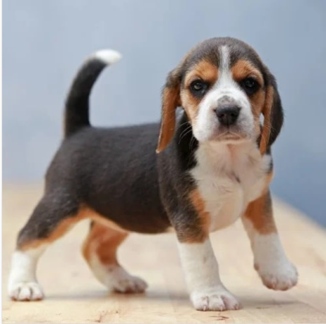 regalo-cachorros-de-beagle-para-adopcion-big-0