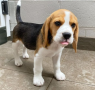 regalo-cachorros-de-beagle-para-adopcion-small-0