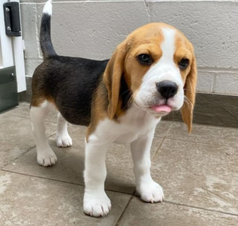 regalo-cachorros-de-beagle-para-adopcion-big-0