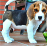 regalo-cachorros-de-beagle-para-adopcion-small-0