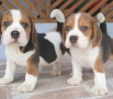 regalo-cachorros-de-beagle-para-adopcion-small-0