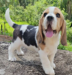 REGALO cachorros de Beagle Para Adopcion