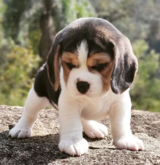 REGALO cachorros de Beagle Para Adopcion