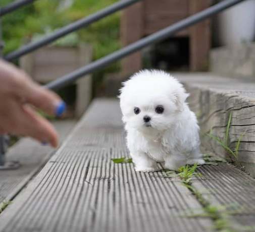 regalo-cachorros-de-bichon-maltes-mini-toy-para-adopcion-big-0