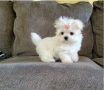 regalo-cachorros-de-bichon-maltes-mini-toy-para-adopcion-small-0