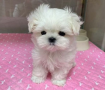 regalo-cachorros-de-bichon-maltes-mini-toy-para-adopcion-small-0