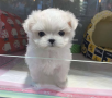 regalo-cachorros-de-bichon-maltes-mini-toy-para-adopcion-small-0