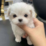 regalo-cachorros-de-bichon-maltes-mini-toy-para-adopcion-small-0