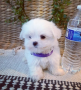 regalo-cachorros-de-bichon-maltes-mini-toy-para-adopcion-small-0