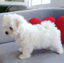 regalo-cachorros-de-bichon-maltes-mini-toy-para-adopcion-small-0