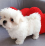 regalo-cachorros-de-bichon-maltes-mini-toy-para-adopcion-small-0