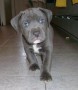 regalo-cachorros-americano-pitbull-small-0