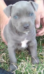 Regalo cachorros americano pitbull