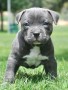 regalo-cachorros-americano-pitbull-small-0