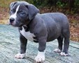 regalo-cachorros-americano-pitbull-small-0