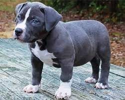 regalo-cachorros-americano-pitbull-big-0