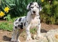 preciosa-cachorros-de-gran-danes-disponables-small-0