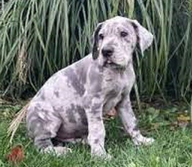 preciosa-cachorros-de-gran-danes-disponables-big-0