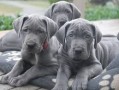 preciosa-cachorros-de-gran-danes-disponables-small-0