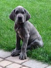 preciosa-cachorros-de-gran-danes-disponables-big-0