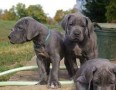 preciosa-cachorros-de-gran-danes-disponables-small-0