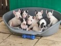 preciosos-cachorros-de-bull-terrier-small-0