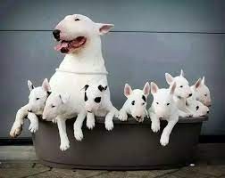 Preciosos cachorros de Bull Terrier