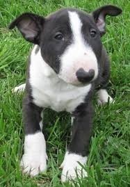 preciosos-cachorros-de-bull-terrier-big-0