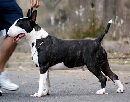 preciosos-cachorros-de-bull-terrier-big-0