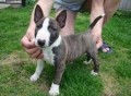 preciosos-cachorros-de-bull-terrier-small-0