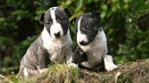 Preciosos cachorros de Bull Terrier